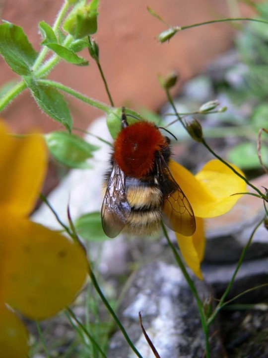 What to look for this week - Bumblebees