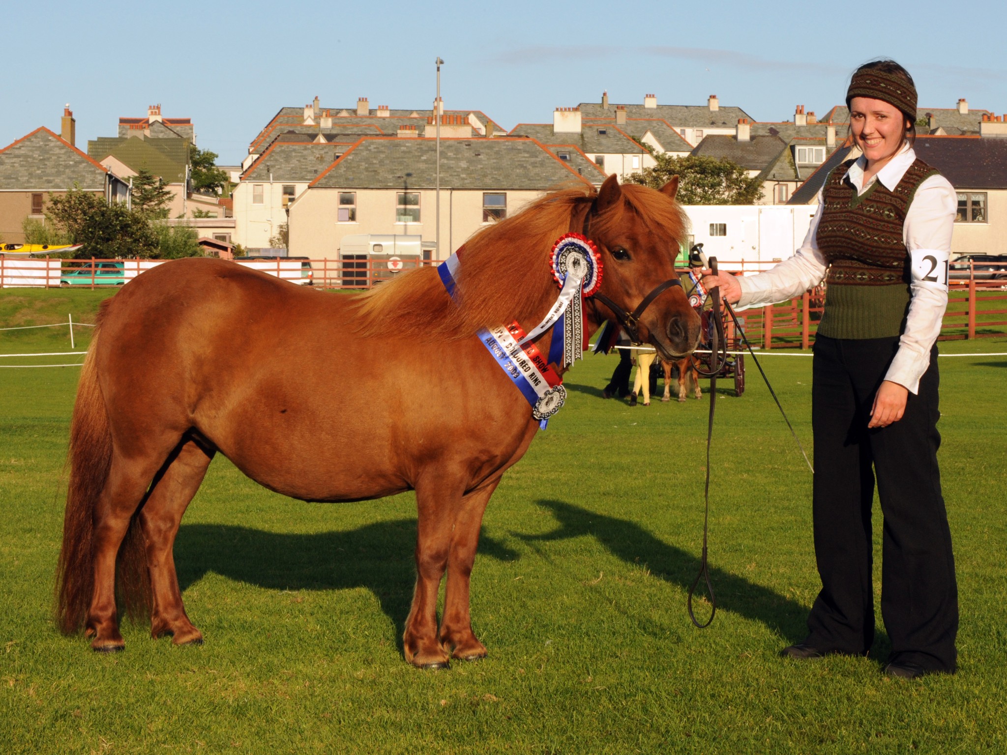 Shetland Ponies: Choosing the best from the rest