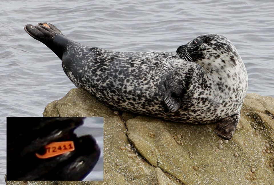 Common Seal Study | Shetland Amenity Trust