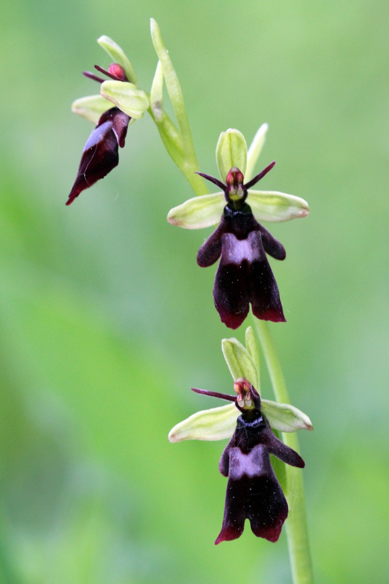 Fly Orchid taken by local naturalist, Jon Dunn, who will be giving a talk 'Orchid Summer - from Shetland to Scilly' during the Shetland Nature Festival. ​​