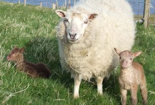 Eighth Shetland Wool Week begins this weekend
