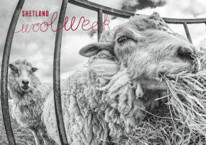 Shetland Wool Week 2013
