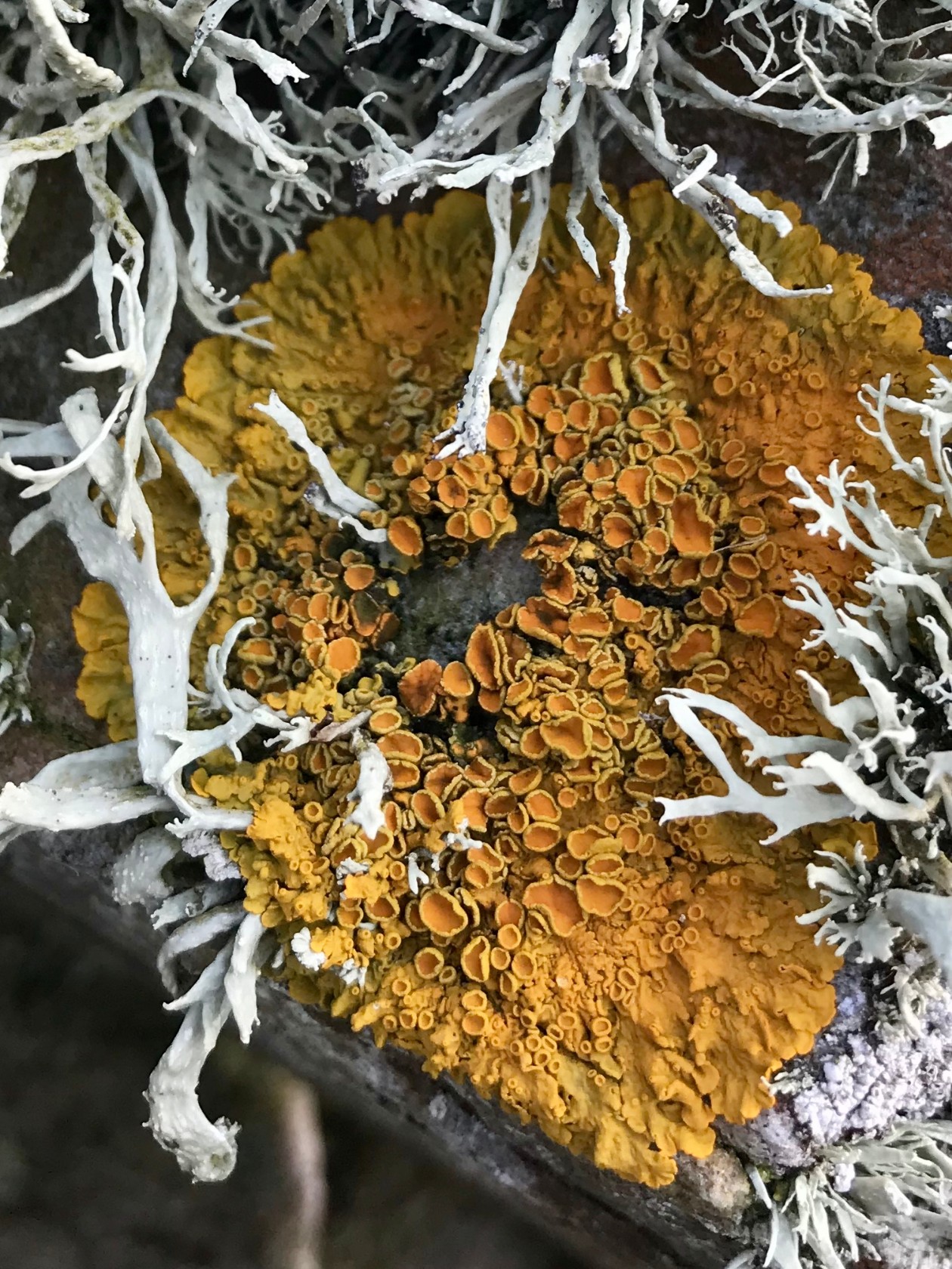 What to look for this week - The trouble with lichen