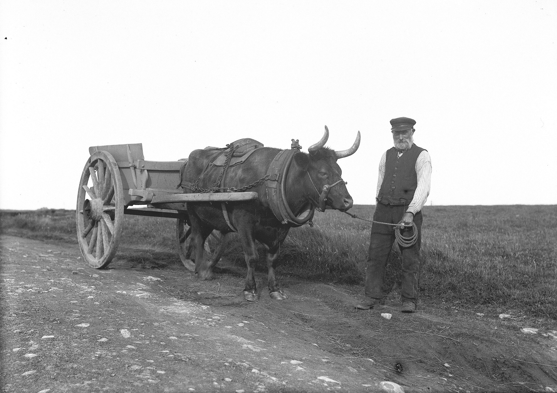 George Stout with his ox-cart, Lower Stoneybake, Fair Isle  (J D Rattar, Shetland Museum & Archives R00041)